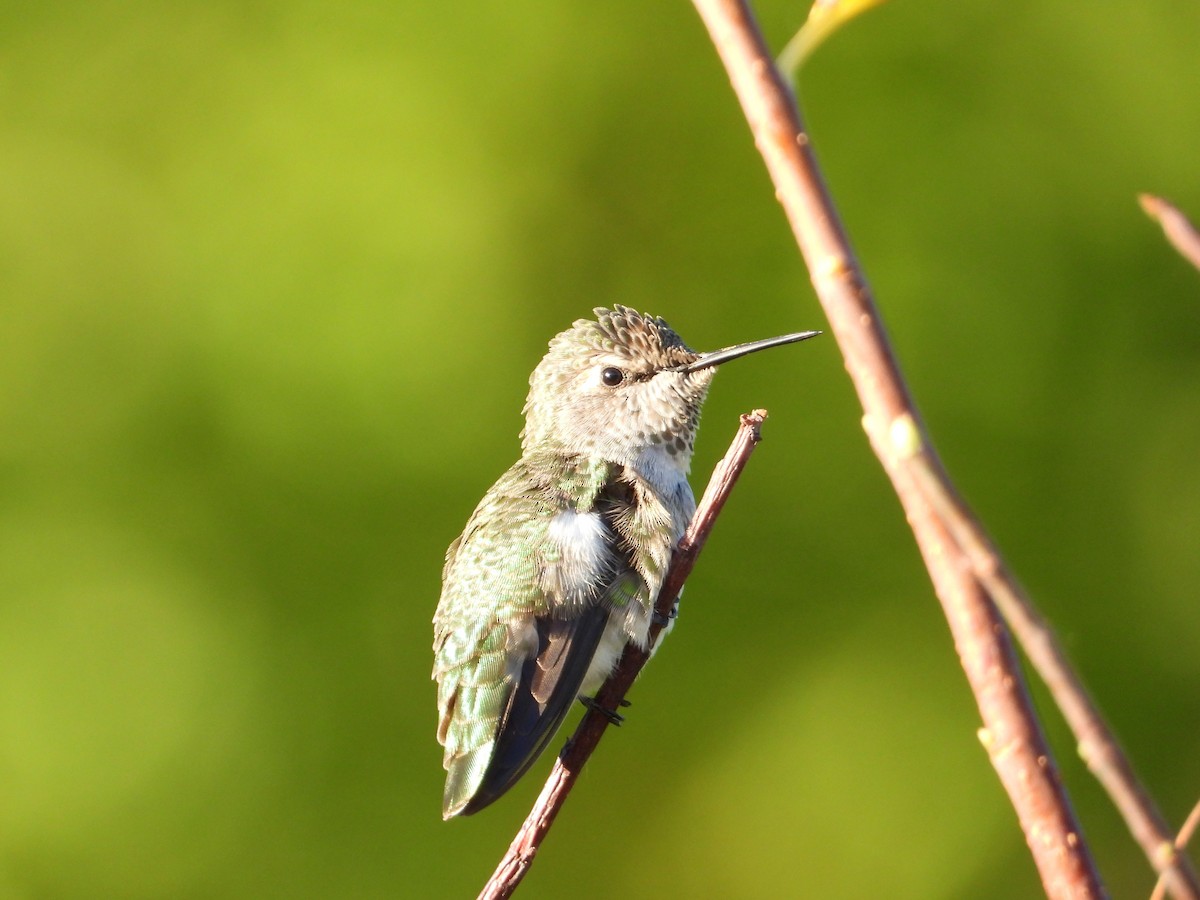 Anna's Hummingbird - ML482684601