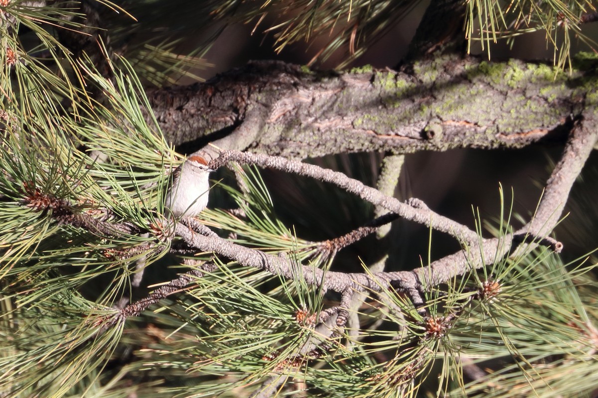 Chipping Sparrow - 仲志 羅