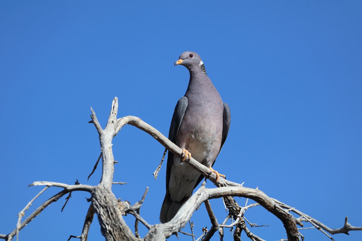 Band-tailed Pigeon - 仲志 羅