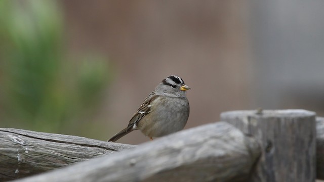  - White-crowned Sparrow