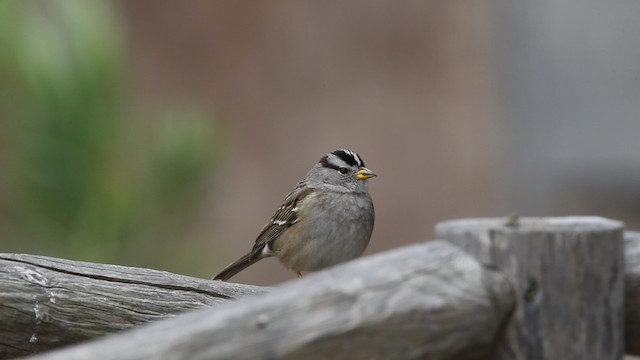 White-crowned Sparrow - ML482691