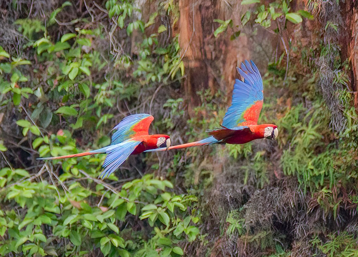 Red-and-green Macaw - ML482692901