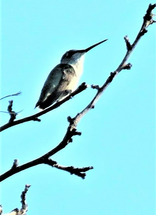 Black-chinned Hummingbird - ML482698731