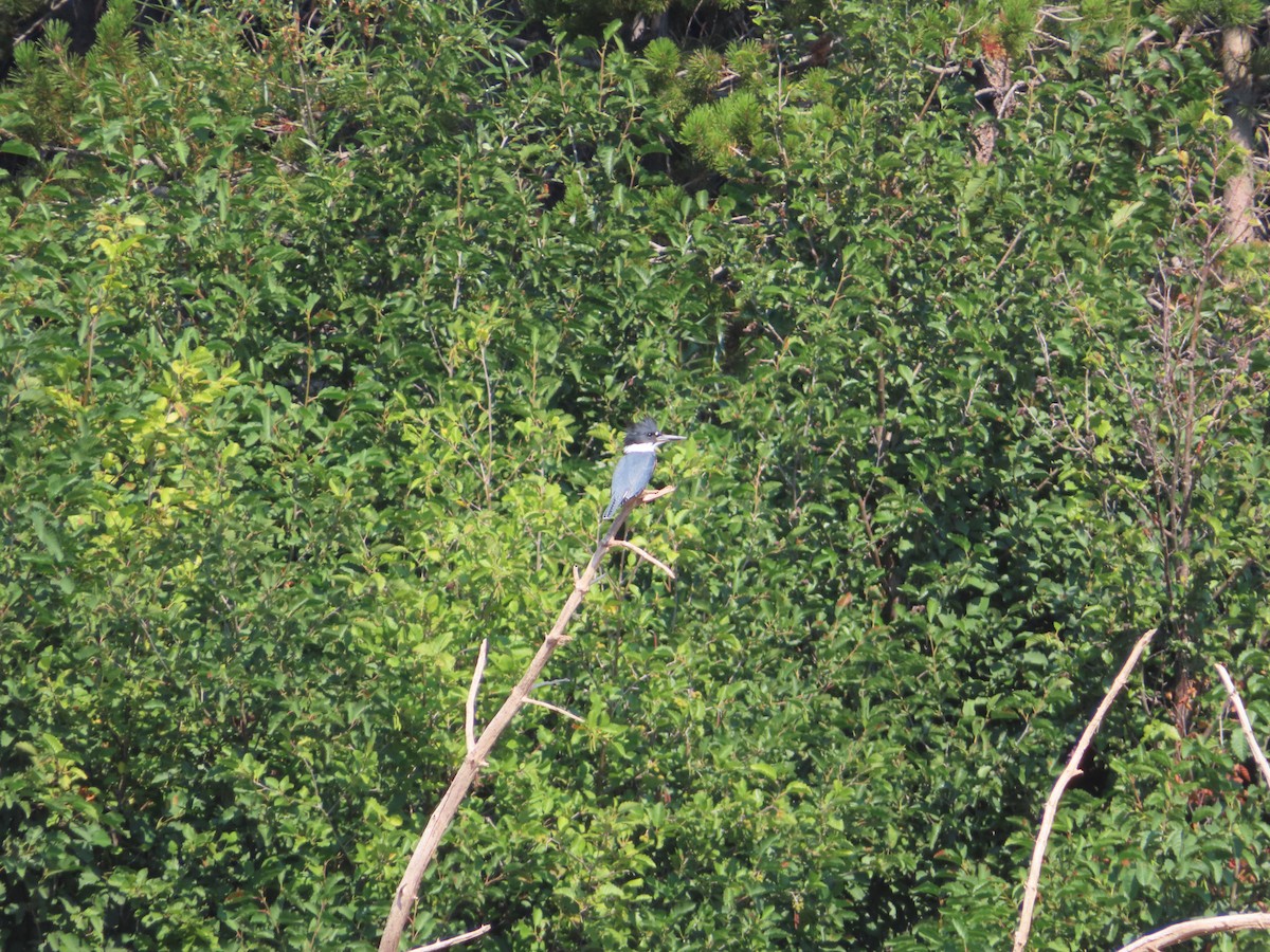 Belted Kingfisher - ML482700351