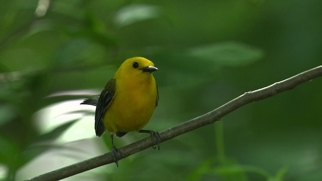 Prothonotary Warbler - ML482706