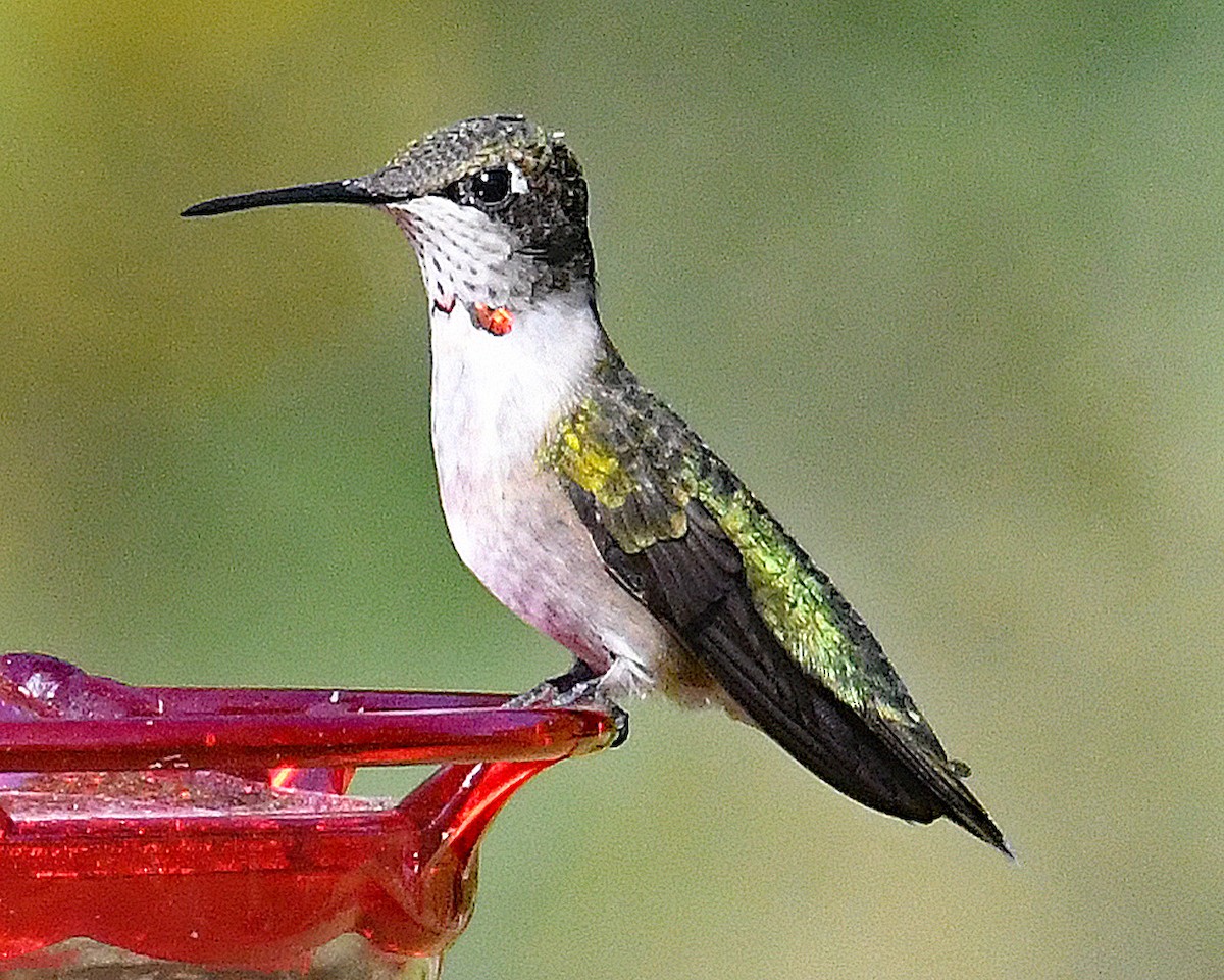 eBird Checklist - 9 Sep 2022 - Rufous Hummingbird spot - 19 species