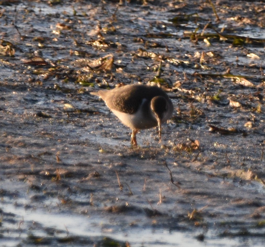 Spotted Sandpiper - Peter Olsoy