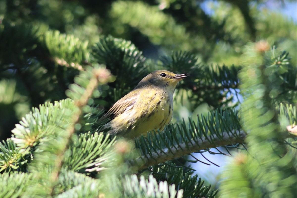 Cape May Warbler - ML482714311