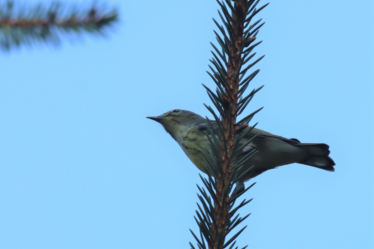 Cape May Warbler - ML482714321
