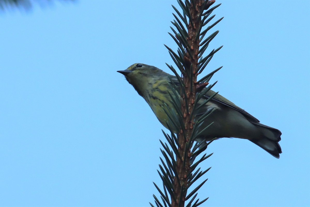 Cape May Warbler - ML482714331