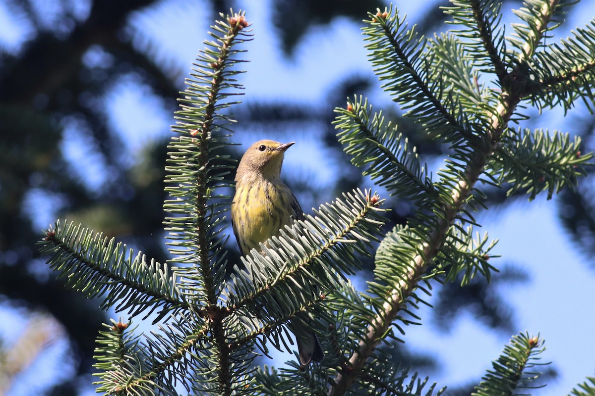 Cape May Warbler - ML482714341