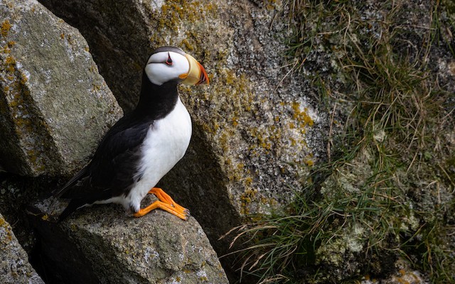 Horned Puffin - eBird