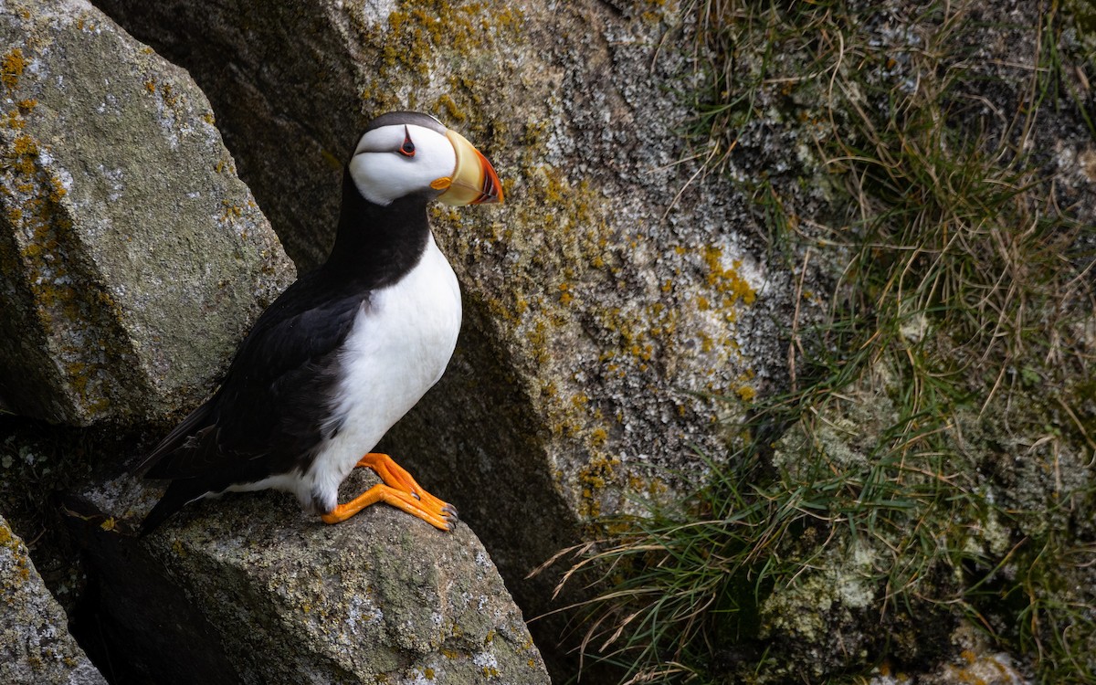 Horned Puffin - ML482716591