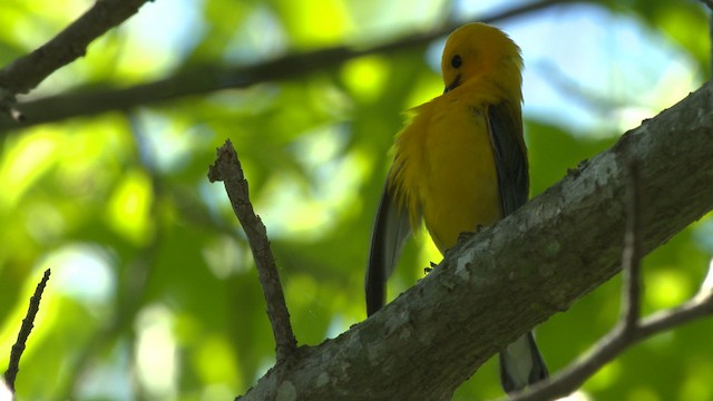 Prothonotary Warbler - ML482718