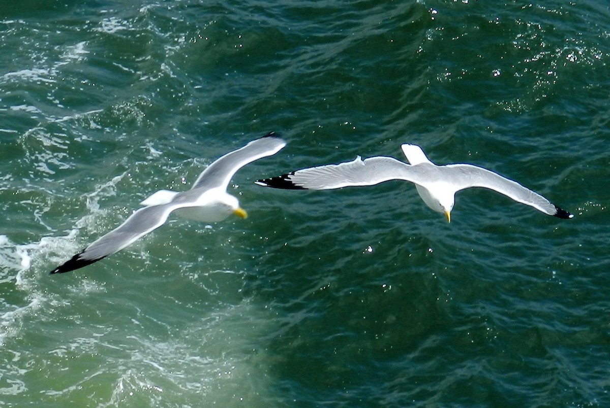 Yellow-legged Gull (michahellis) - Alan Green