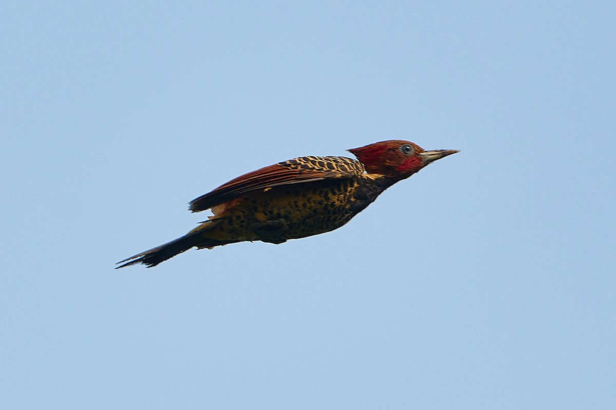 Rufous-headed Woodpecker - Daniel Alfenas