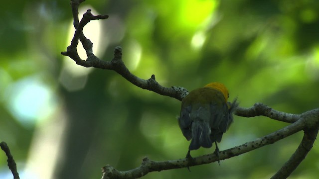 Prothonotary Warbler - ML482722
