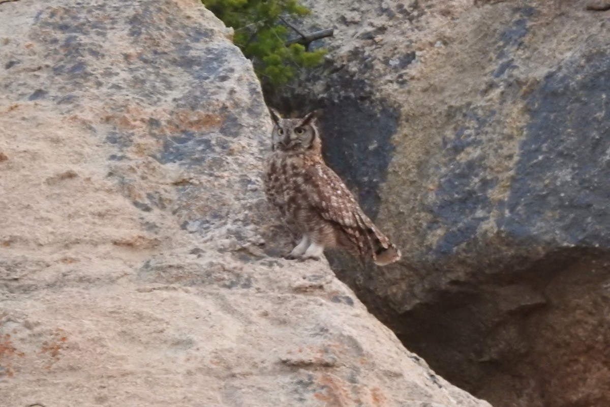 Spotted Eagle-Owl - David  Clark