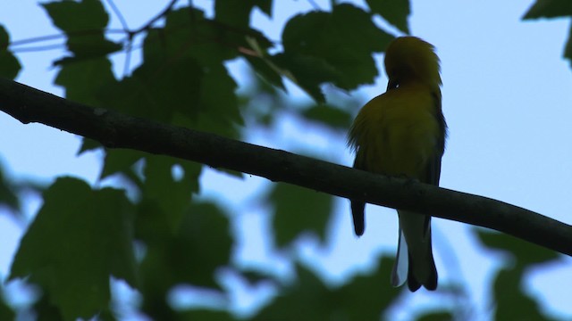 Prothonotary Warbler - ML482723