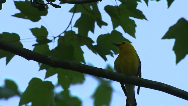 Prothonotary Warbler - ML482724