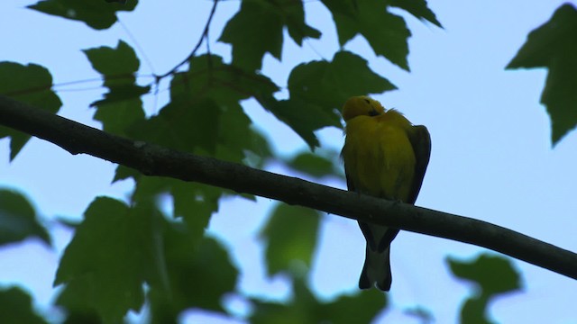 Prothonotary Warbler - ML482725