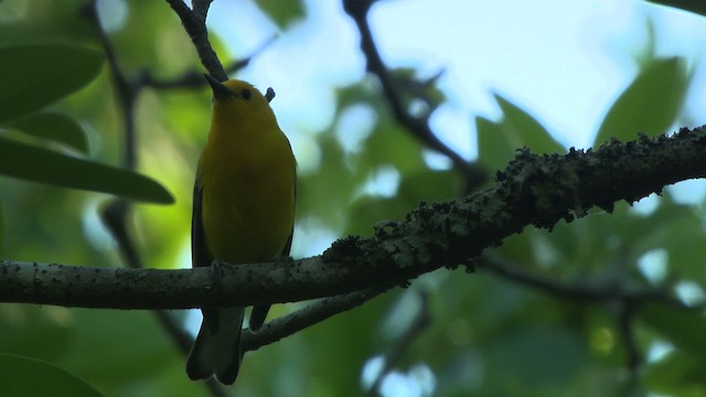 Prothonotary Warbler - ML482726