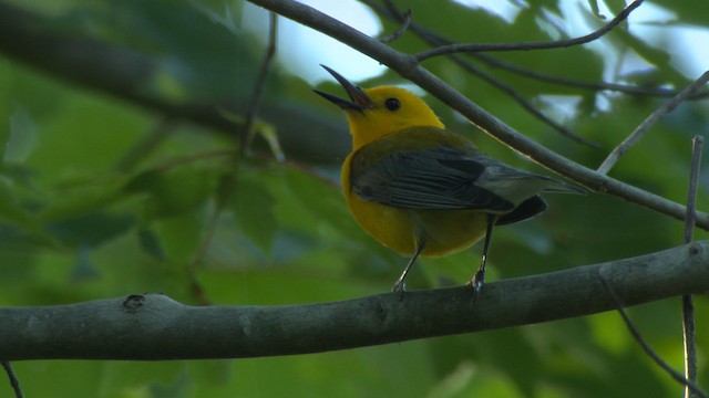 Prothonotary Warbler - ML482727