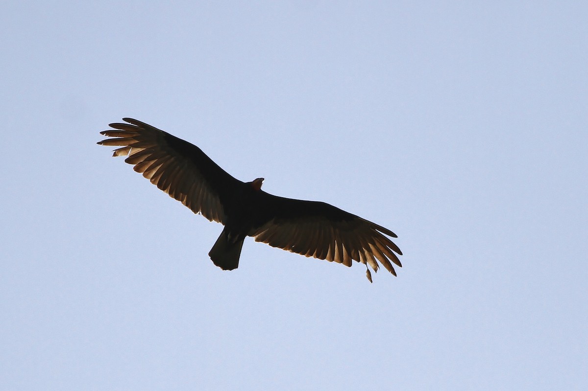 Lesser Yellow-headed Vulture - Alex Lamoreaux