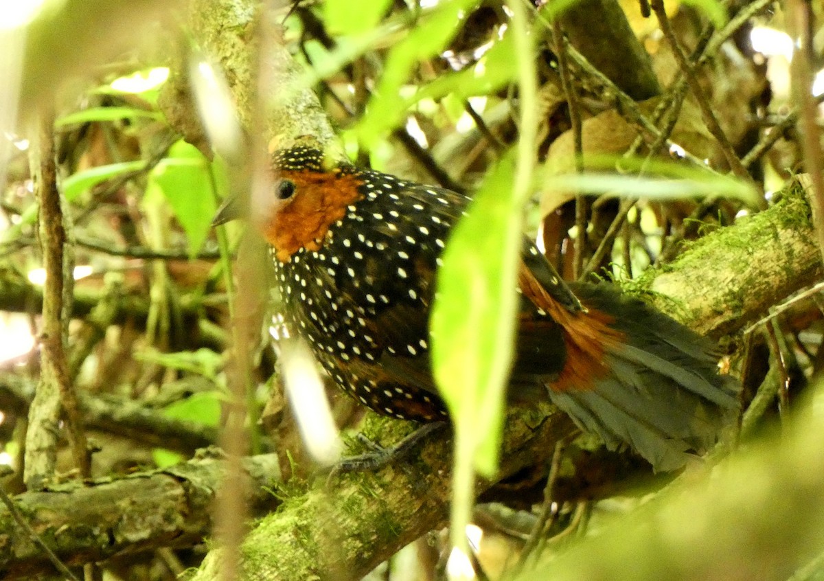 Ocellated Tapaculo - ML482729091