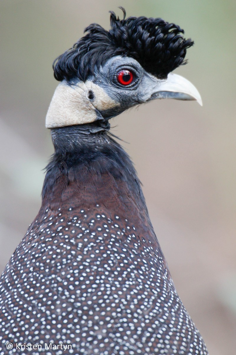 Southern Crested Guineafowl - ML482729841