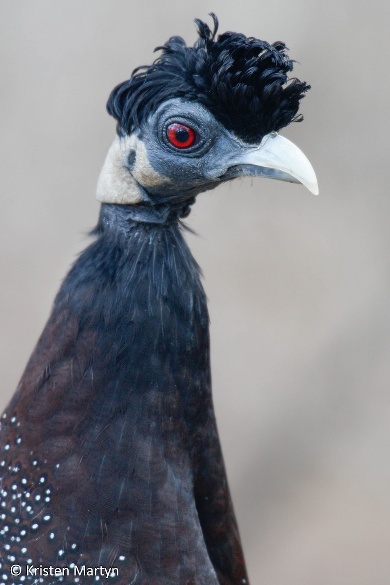 Southern Crested Guineafowl - ML482729851