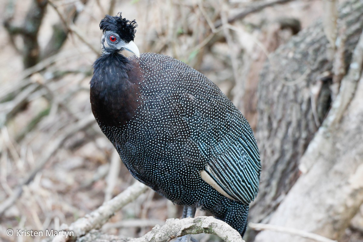 Southern Crested Guineafowl - ML482729861