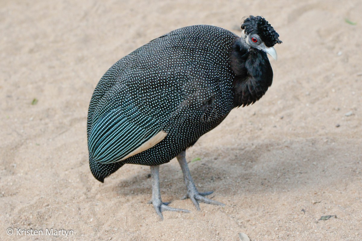 Southern Crested Guineafowl - ML482729871