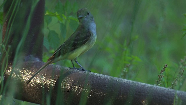 Great Crested Flycatcher - ML482730