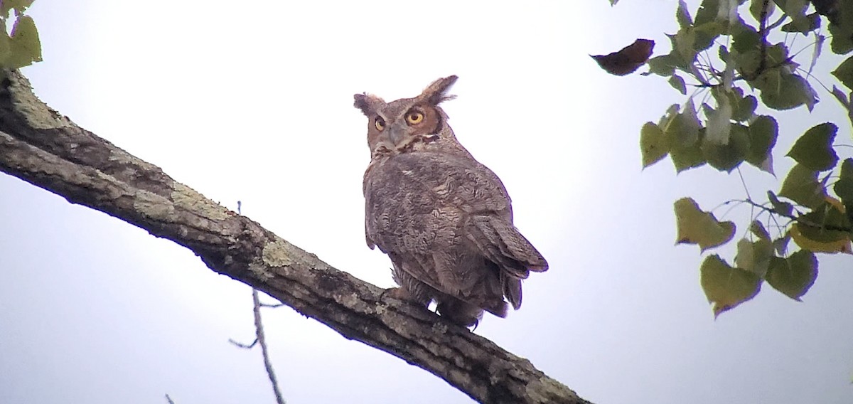 Great Horned Owl - ML482730411