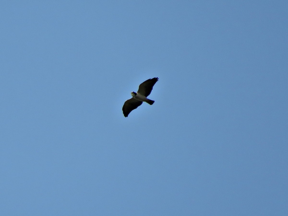 Short-tailed Hawk - Fábio Toledo das Dores