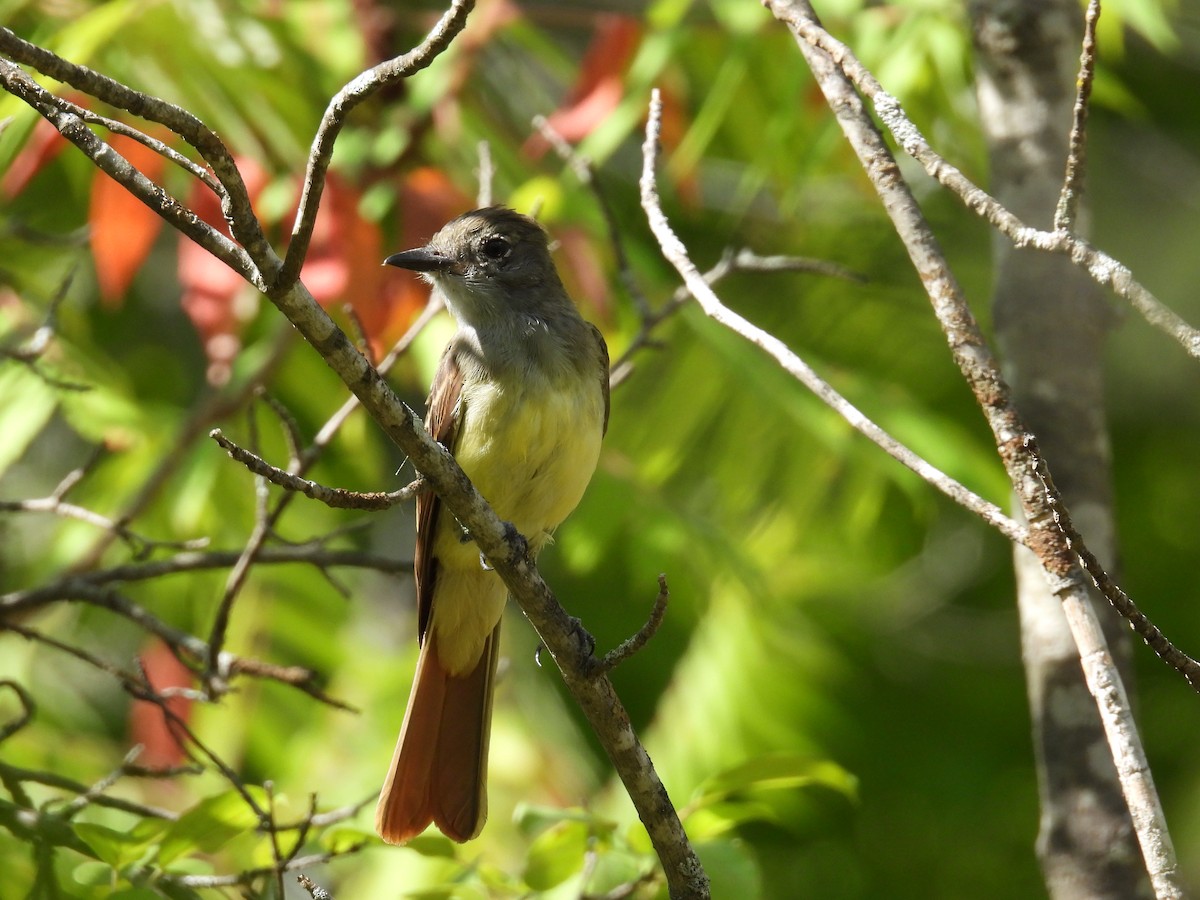 Great Crested Flycatcher - ML482732331