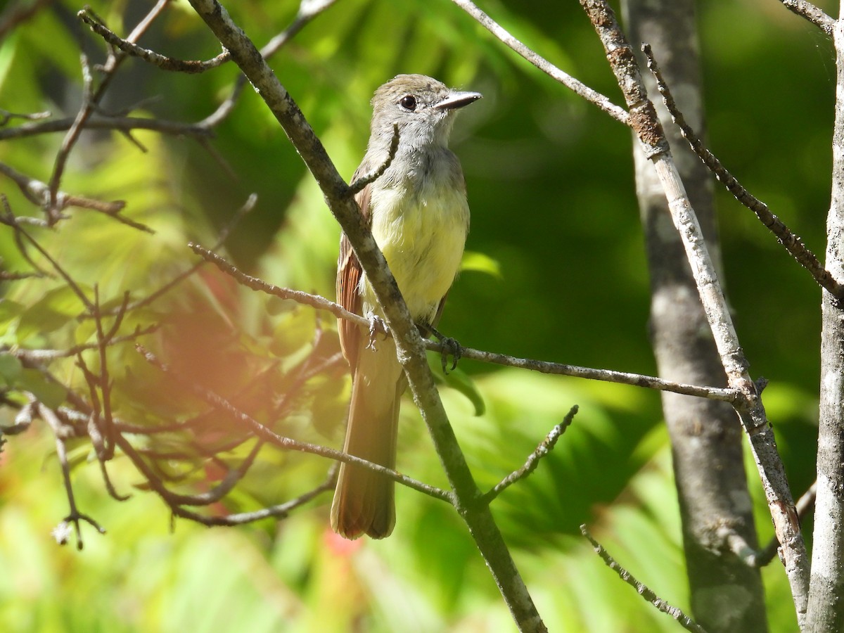 Great Crested Flycatcher - ML482732341