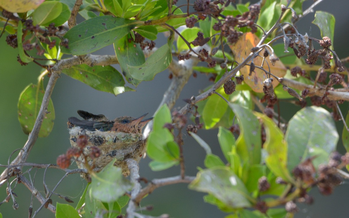 Cinnamon Hummingbird (Mainland) - ML482733751