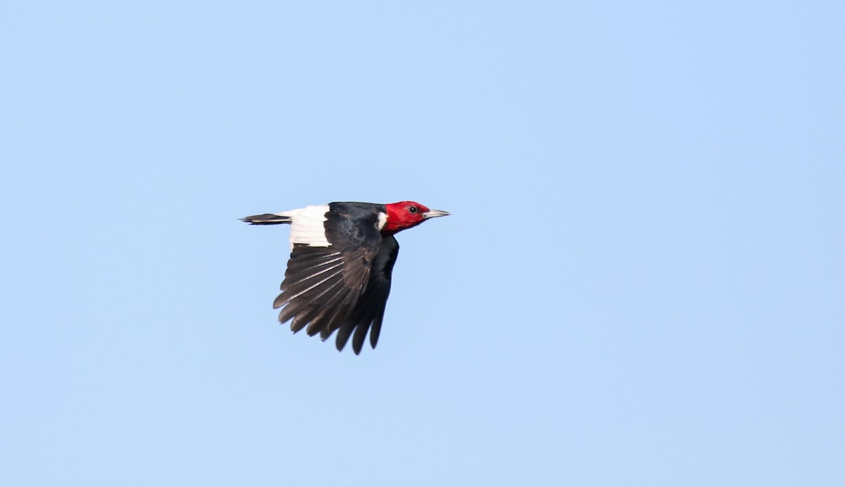 Red-headed Woodpecker - ML482736741