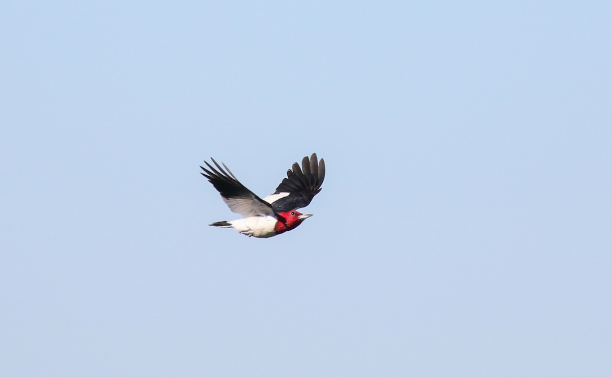 Red-headed Woodpecker - ML482736751
