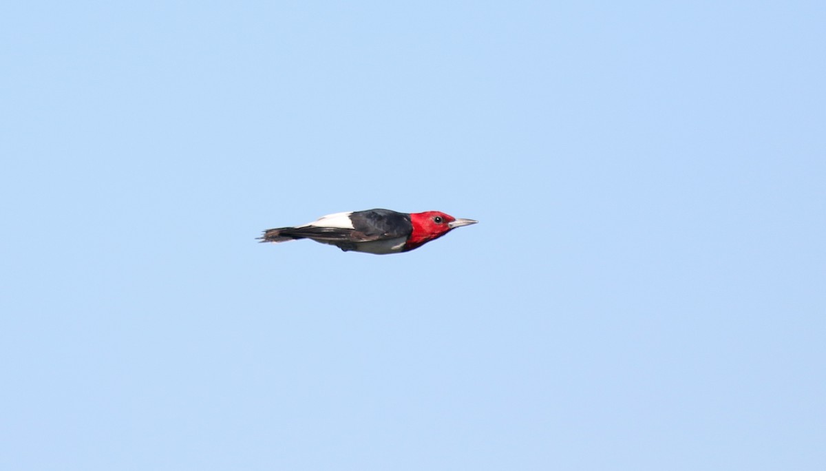 Red-headed Woodpecker - ML482736761