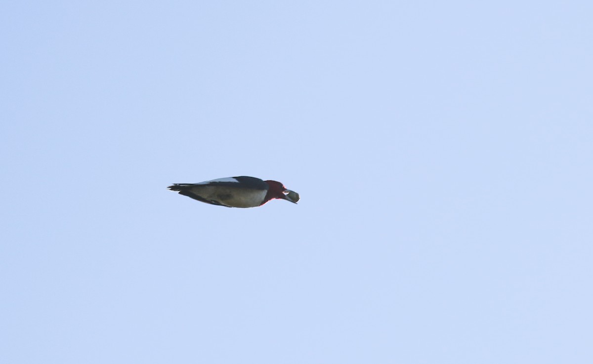 Red-headed Woodpecker - ML482736791