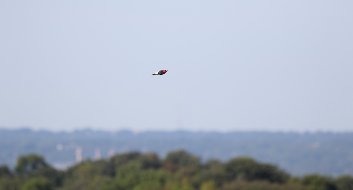 Red-headed Woodpecker - ML482736811