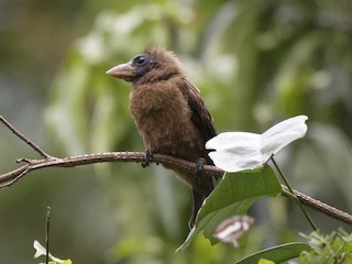  - Naked-faced Barbet