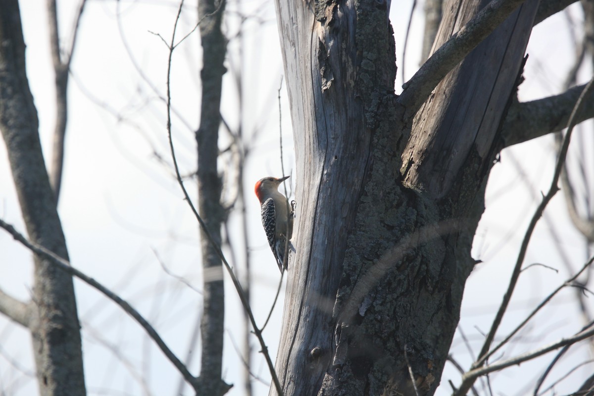 Red-bellied Woodpecker - ML482744921