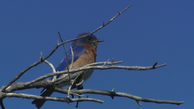 Eastern Bluebird (Eastern) - ML482747