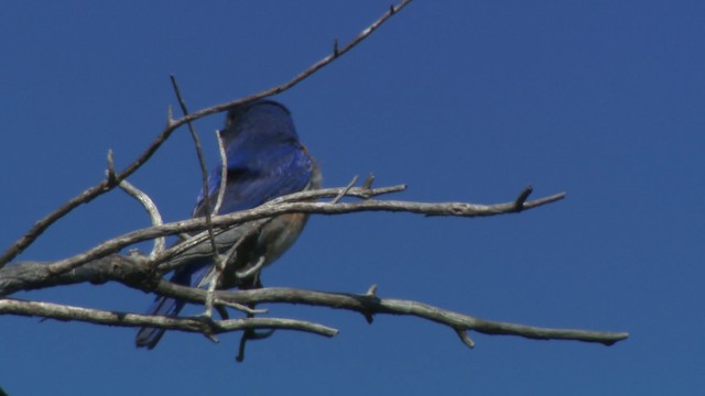 Eastern Bluebird (Eastern) - ML482748
