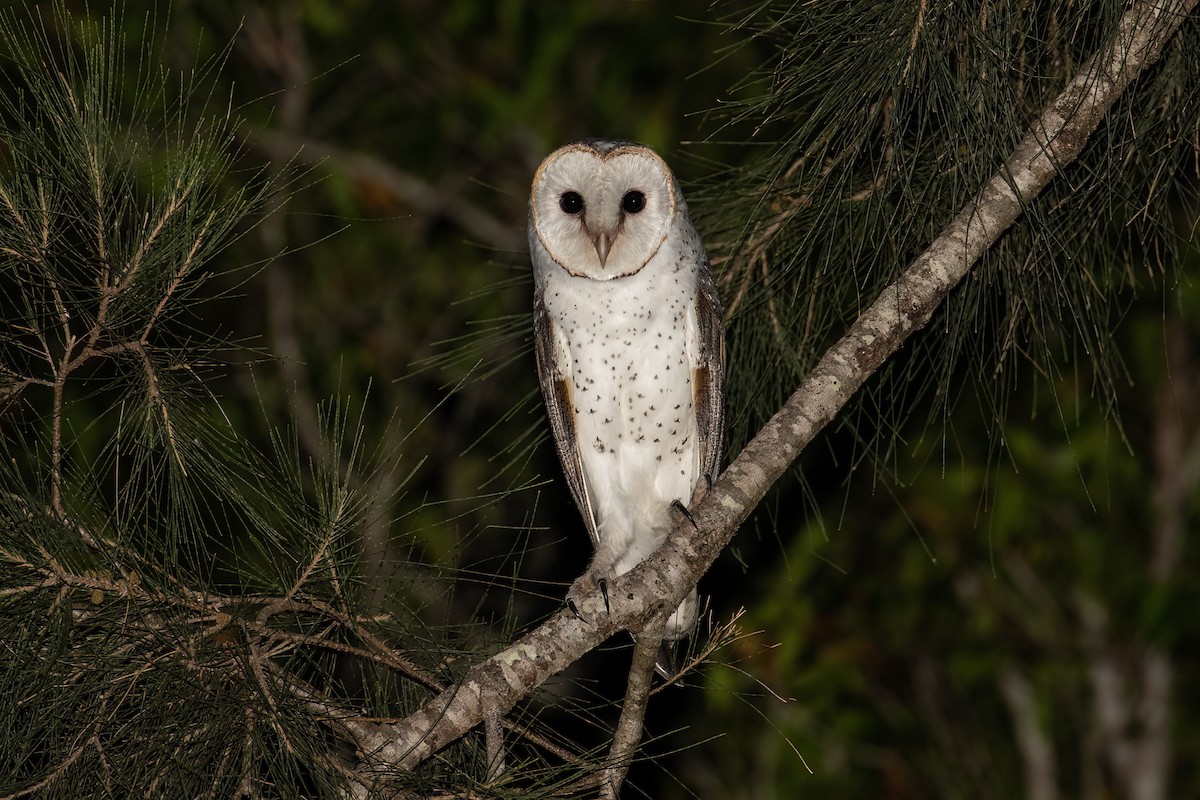 Barn Owl (Eastern) - ML482748321