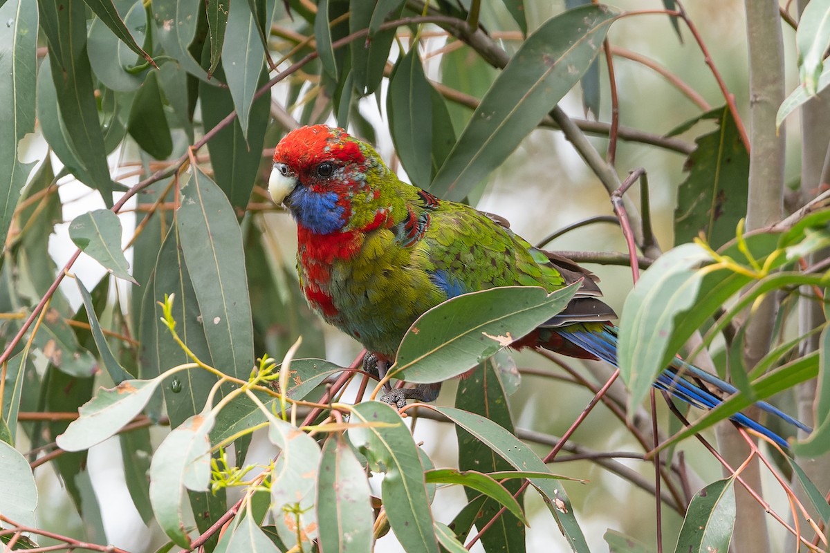 eBird Australia Checklist - 10 Sep 2022 - Corhanwarrabul and Ferny ...